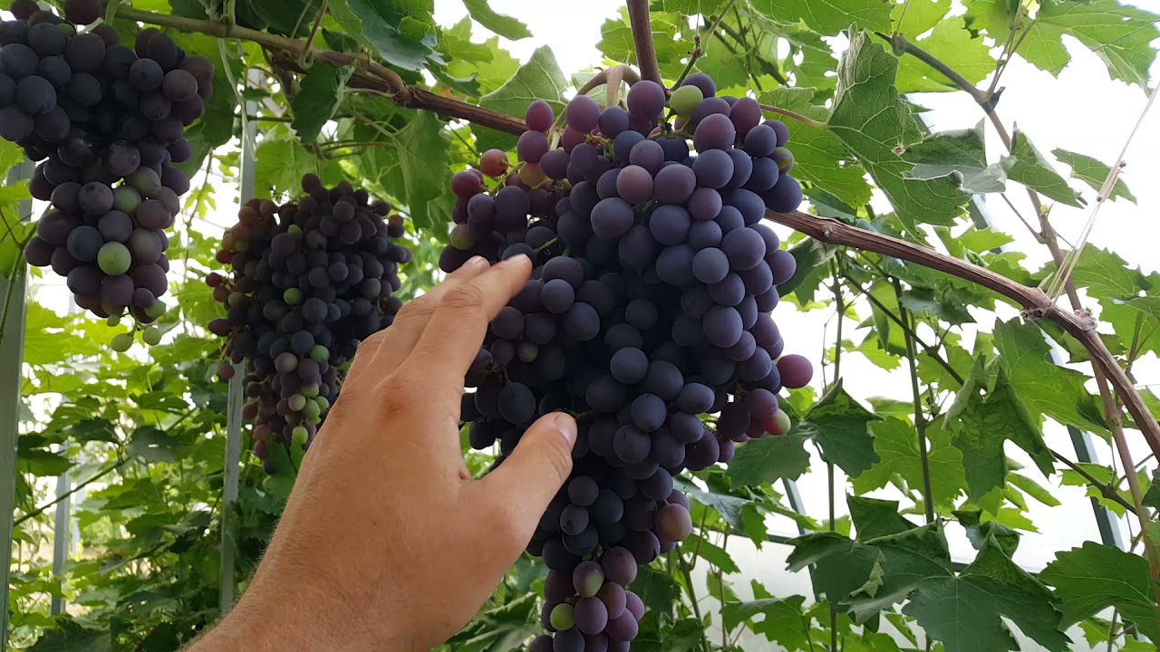 Vynuogių auginimas šiltnamyje (vynuogės Lietuvoje)
