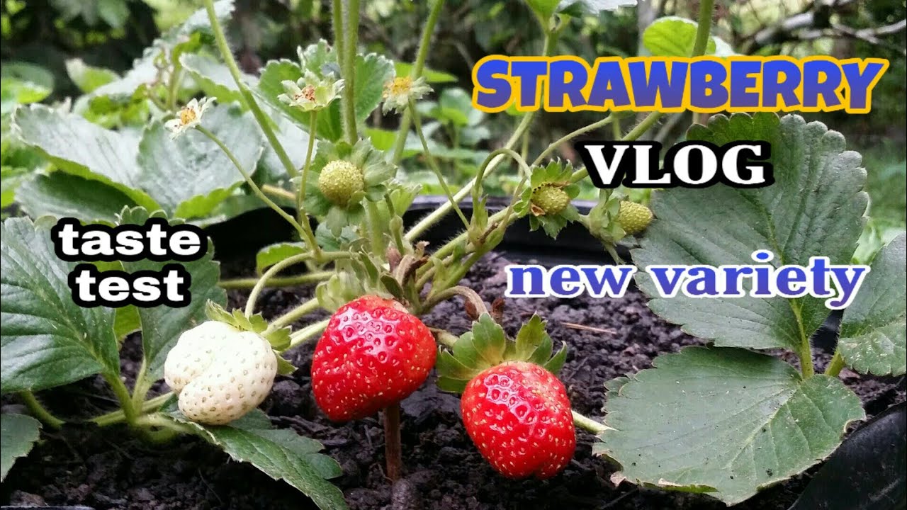 NEW VARIETY NG AKING STRAWBERRY MATITIKMAN KO NA - SAN ANDREAS VARIETY / KINGBERRY