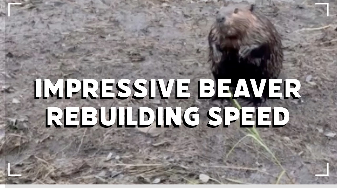 What Happens When 3 Inches of Rain Hits a Dam Overnight?