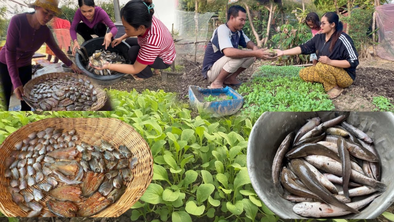 ថ្ងៃនេះប្អូនបានត្រីច្រើនធ្វើប្រឡាក់ នឹងស្ទូងស្ពៃទាន់មេឃត្រជាក់