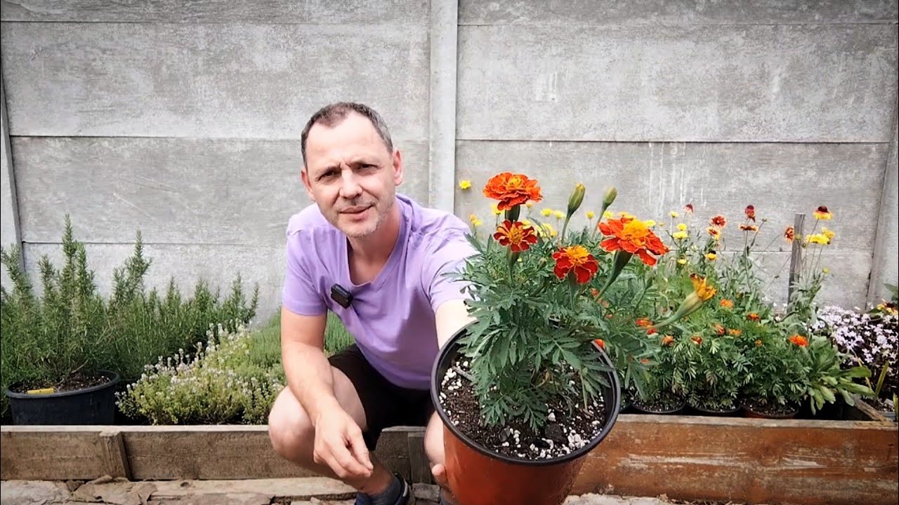 Cum se îngrijesc Craitele!