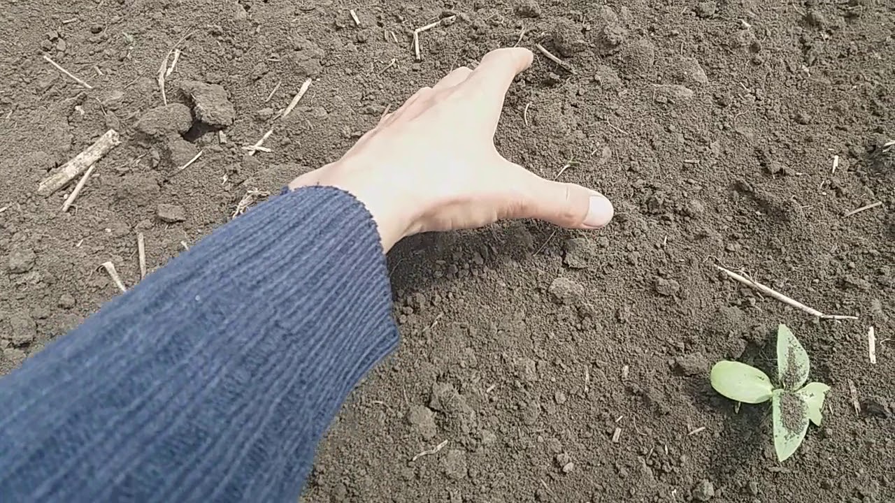 Как работает ротационная борона. Мтз 892. Мотыга  по подсолнуху.