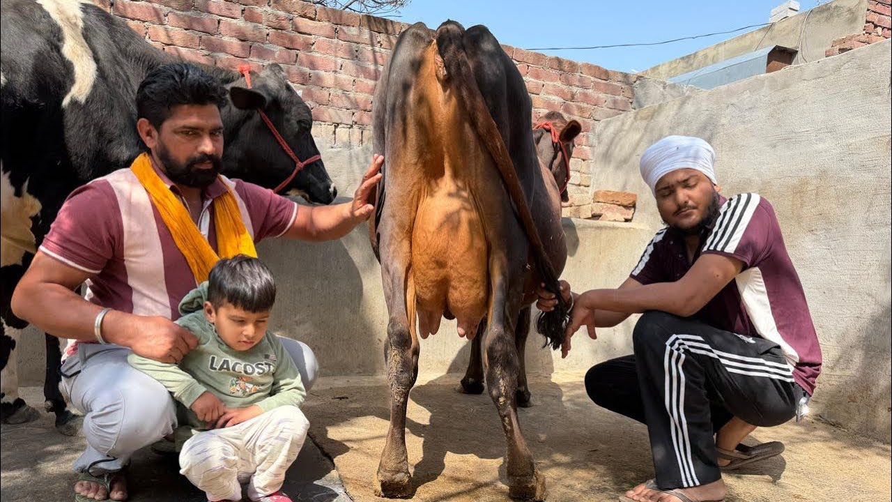 ਇੱਕ ਤੋਕੜ ਗਾਂ ਤੇ ਤਾਜ਼ੀ ਸੂਈ ਗਾਂ 👌🏻🔥ਘੱਟ ਰੇਟ 😱🔥Bawa dairy farm 