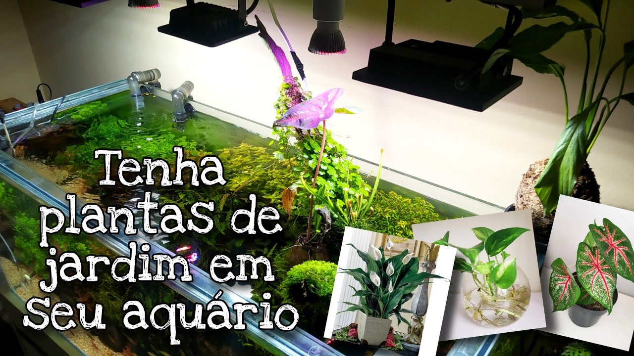 Plantas de jardim para o aquario