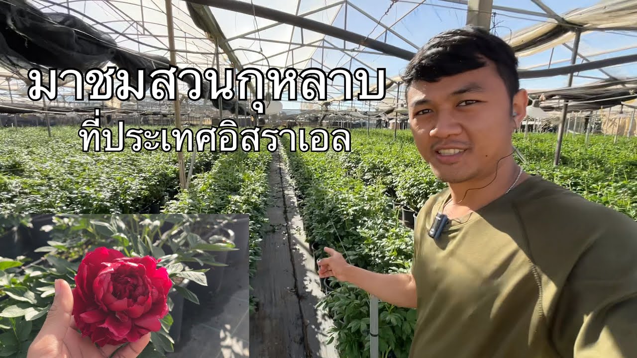 สวนกุหลาบที่อิสราเอล #แรงงานไทยในอิสราเอล #อิสราเอล #คนไทยในอิสราเอล