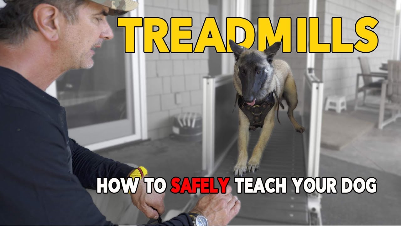 Why Every Dog Needs a Treadmill: Unleashing Hidden Health Benefits