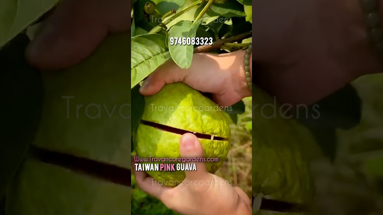 Taiwan pink guava available #gardentrees -#fruitplant #frits #gardenplants