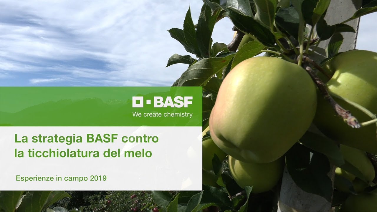 La strategia BASF contro la Ticchiolatura del Melo: esperienza in campo 2019