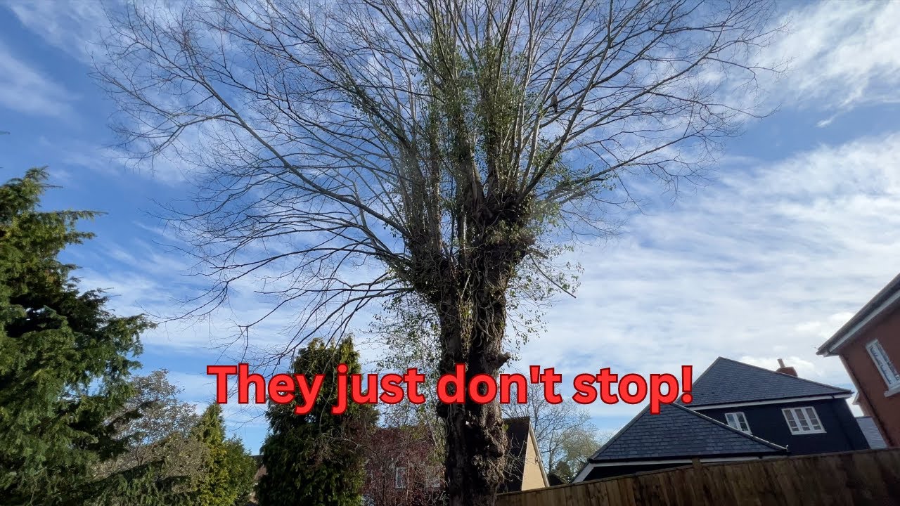 Lime tree removal over 3 gardens | Day in the life of a tree surgeon
