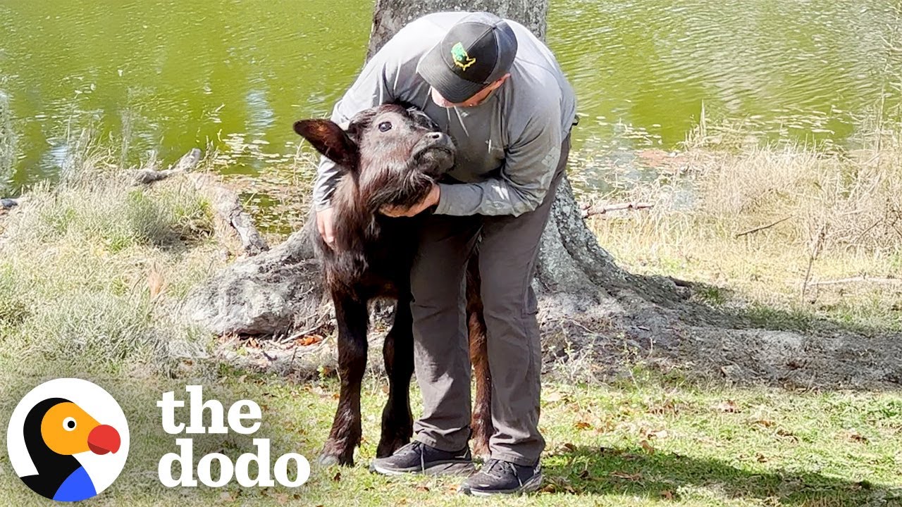 Baby Water Buffalo Thinks This Guy Is 
