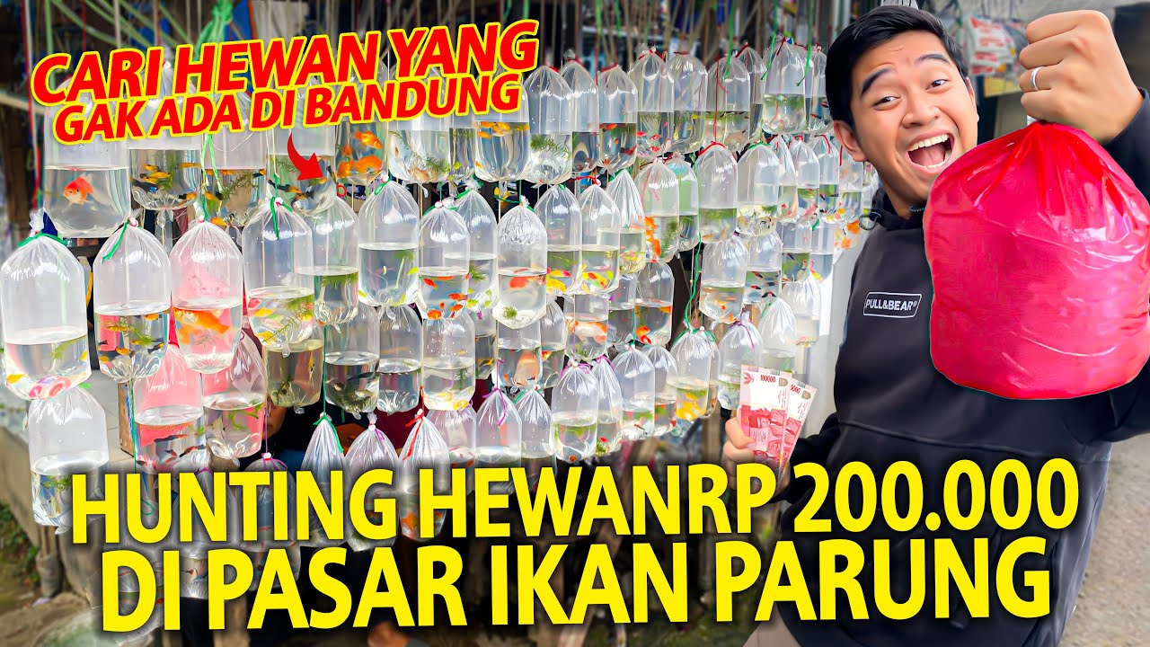 HUNTING HEWAN RP 200.000 DI PASAR IKAN TERBESAR DI BOGOR PARUNG! CARI IKAN YANG GAK ADA DI BANDUNG!