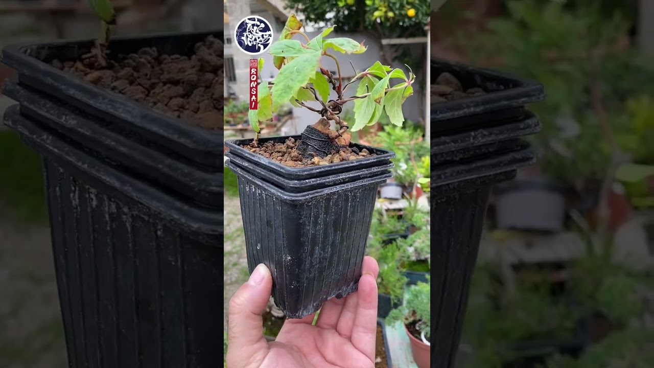 🐲BONSAI in the rock&rdquo;virgin wine&rdquo;🐲#bonsai#shohinbonsai#viral#shorts#short#art#diy#rock#wine#new