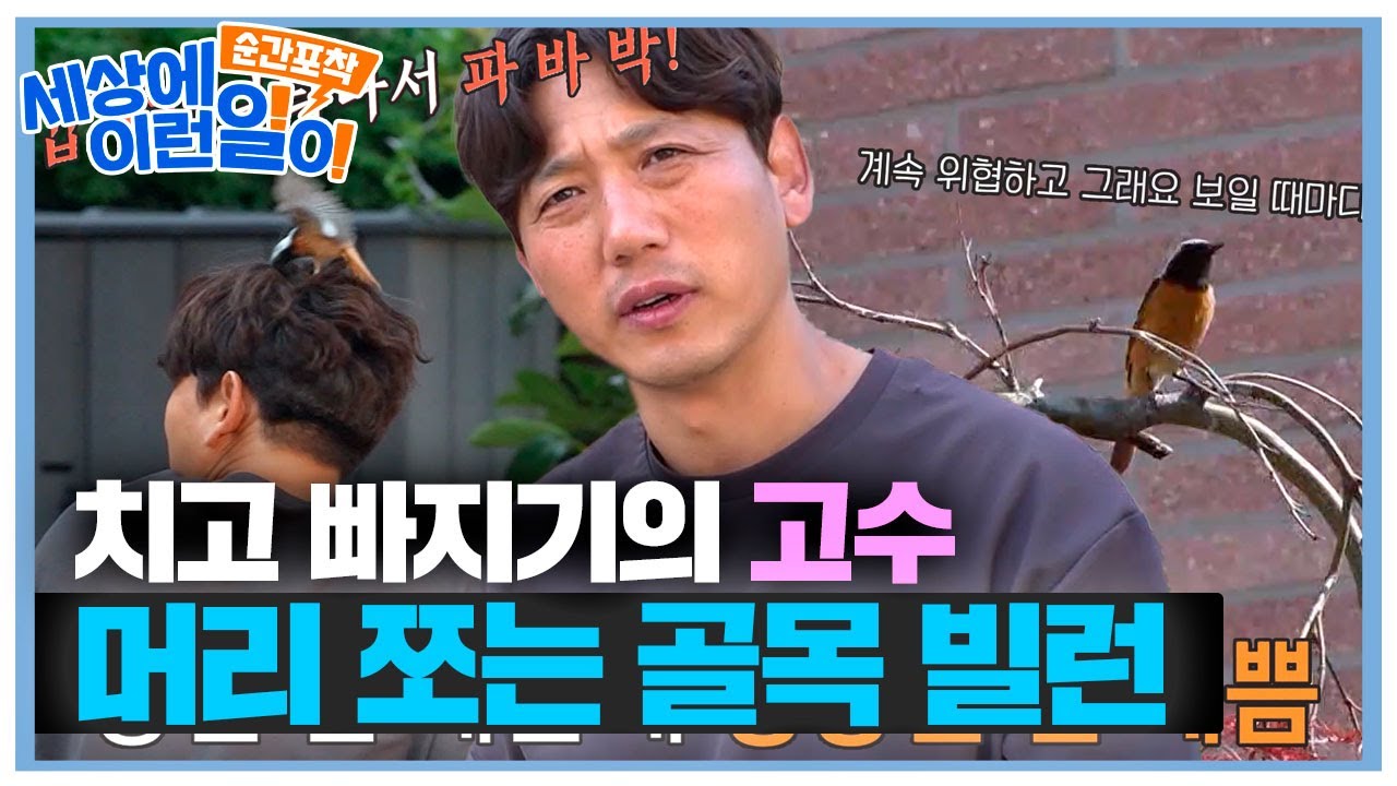 ‘골목의 무법자’ 딱새 습격 사건! #순간포착세상에이런일이 #WhatonEarth #SBSstory