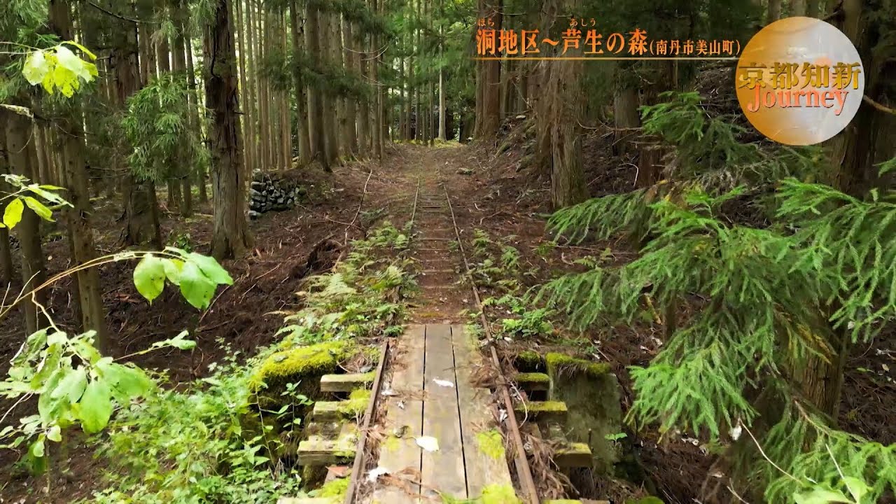 KYOTO CHISHIN JOURNEY.Лес АШИУ, район Хора