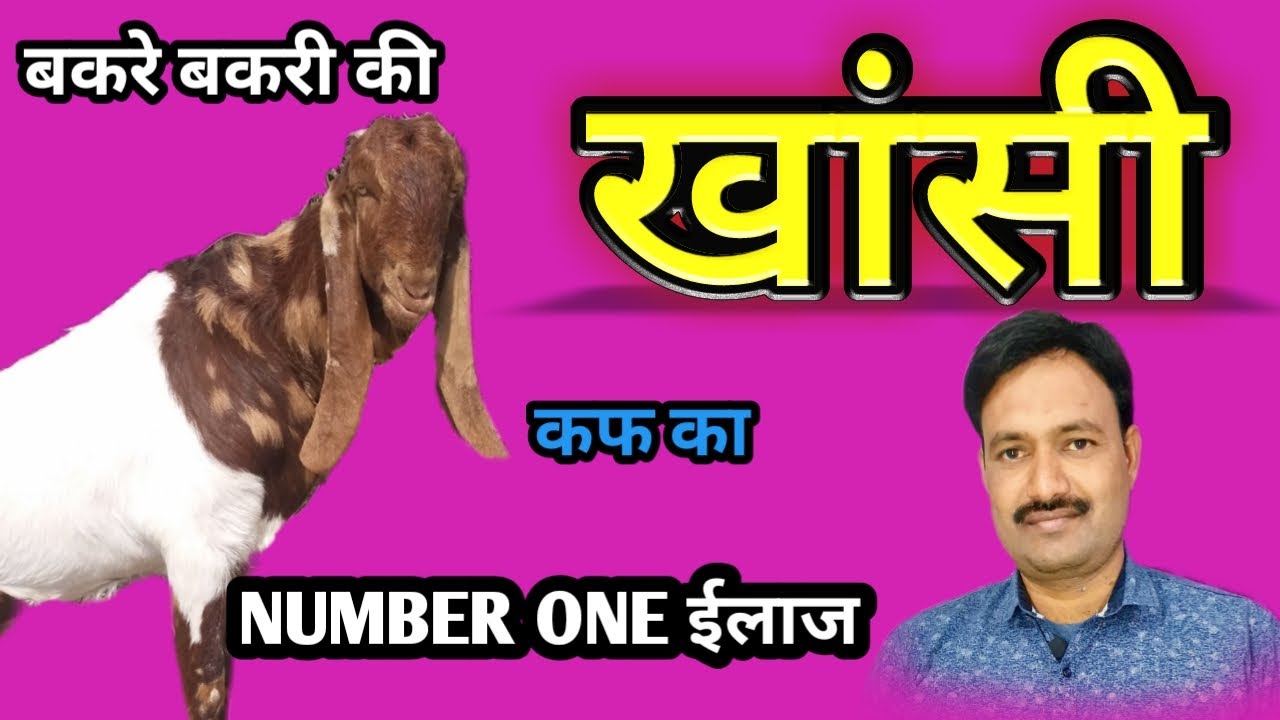 bakri ki khansi ka ilaj बकरे बकरी की खांसी की दवा bakri ki khasi ki dawa  बकरे बकरी के कफ