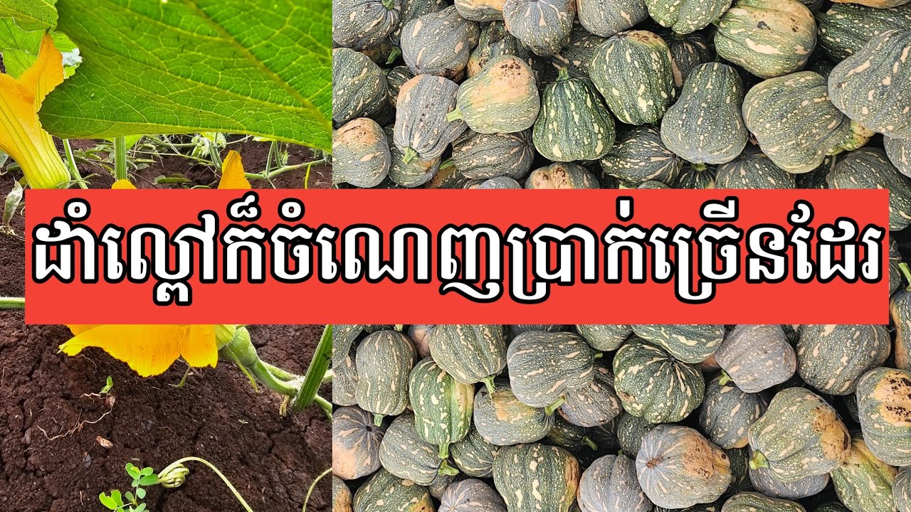 ដាំល្ពៅទ្រូ1ហិចតាលើស25តោន