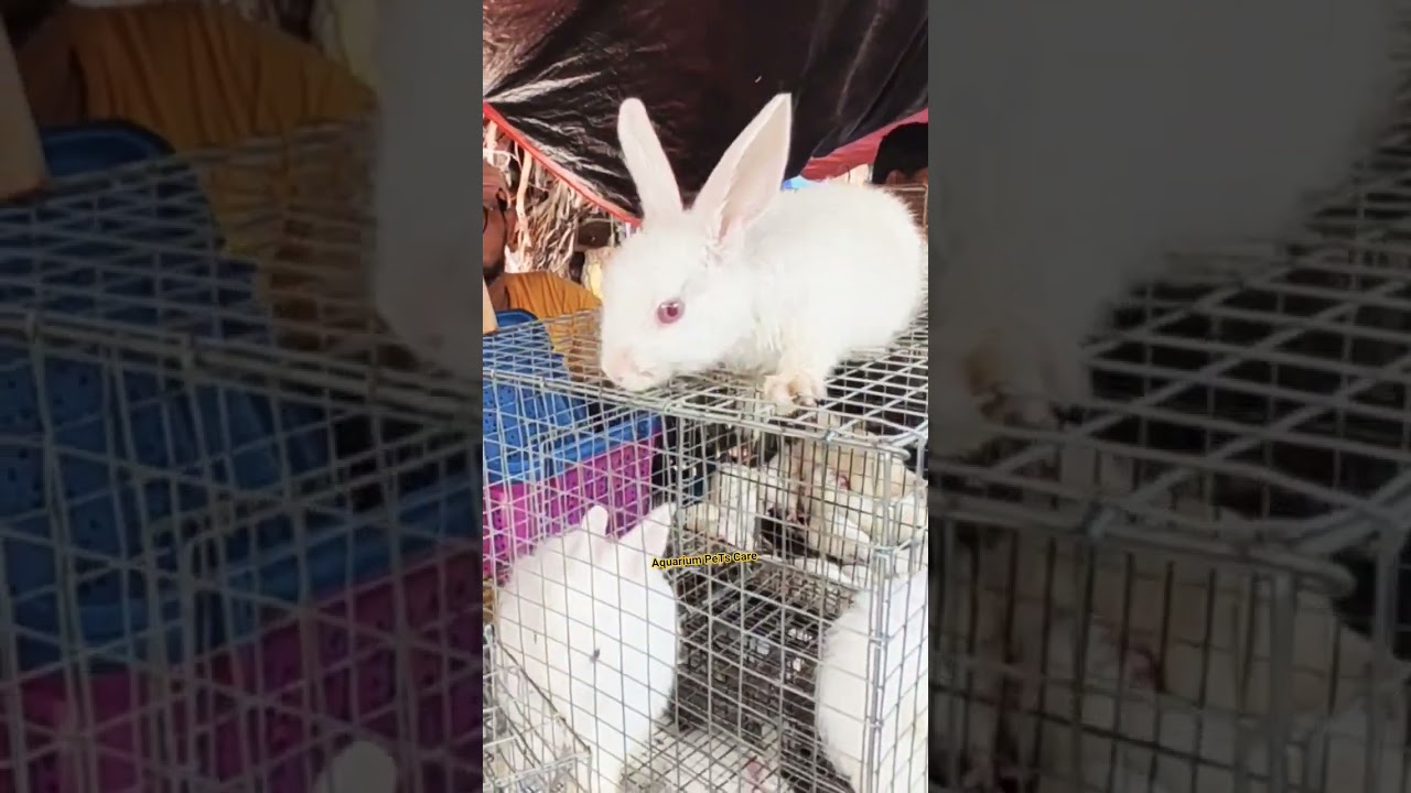125/- ❤️ Buy Bunny Rabbit Price India 🇮🇳 #bunny #rabbit #pets