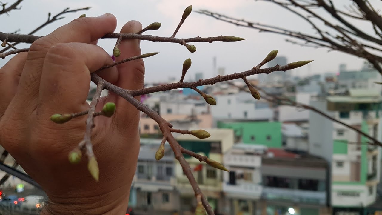 See how the buds of the Ochna Intergerrima plant develop. Xem nụ mai phát triển ra sao 16 ÂL (P2)