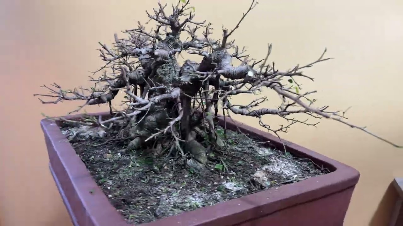 Ficus bonsai mini Viet Nam