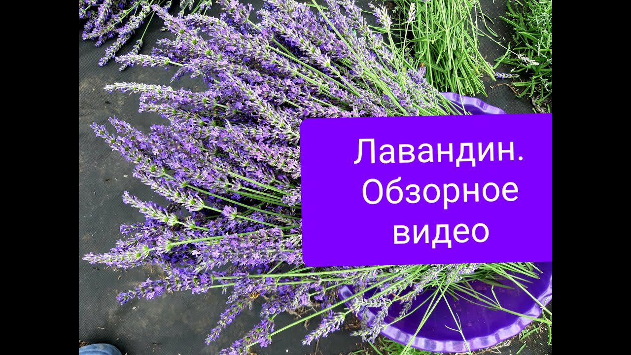 Лавандин. Обзорное видео.
