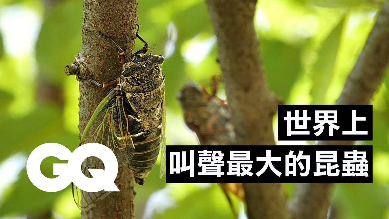 蟬的數量跟國債一樣多？17年蟬的生命週期，雄蟬雌蟬叫聲不一樣！ Bug Expert Explains Why Cicadas Are So Loud｜科普長知識｜GQ Taiwan