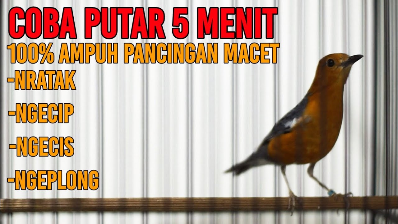 CUKUP 5 MENIT BUAT GACOR ANIS MERAH ANDA YANG MACET DENGAN SUARA NRATAK NGECIP NGECIS INI