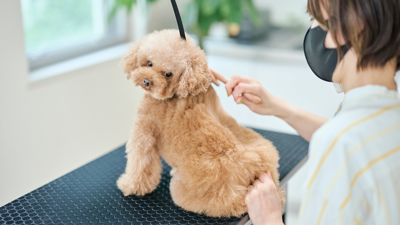 もこもこトイプーが最強に可愛くなりました！/犬のトリミング