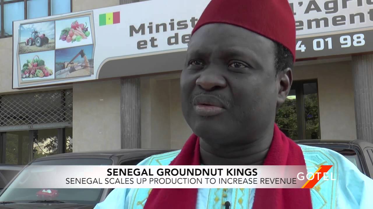 Senegal-Groundnut Kings