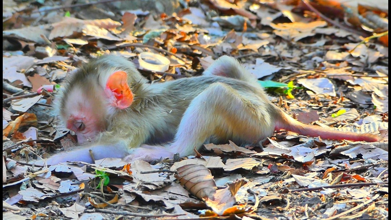 Adorable baby Levy is no power in the body and alone on the ground after he has training walk & run