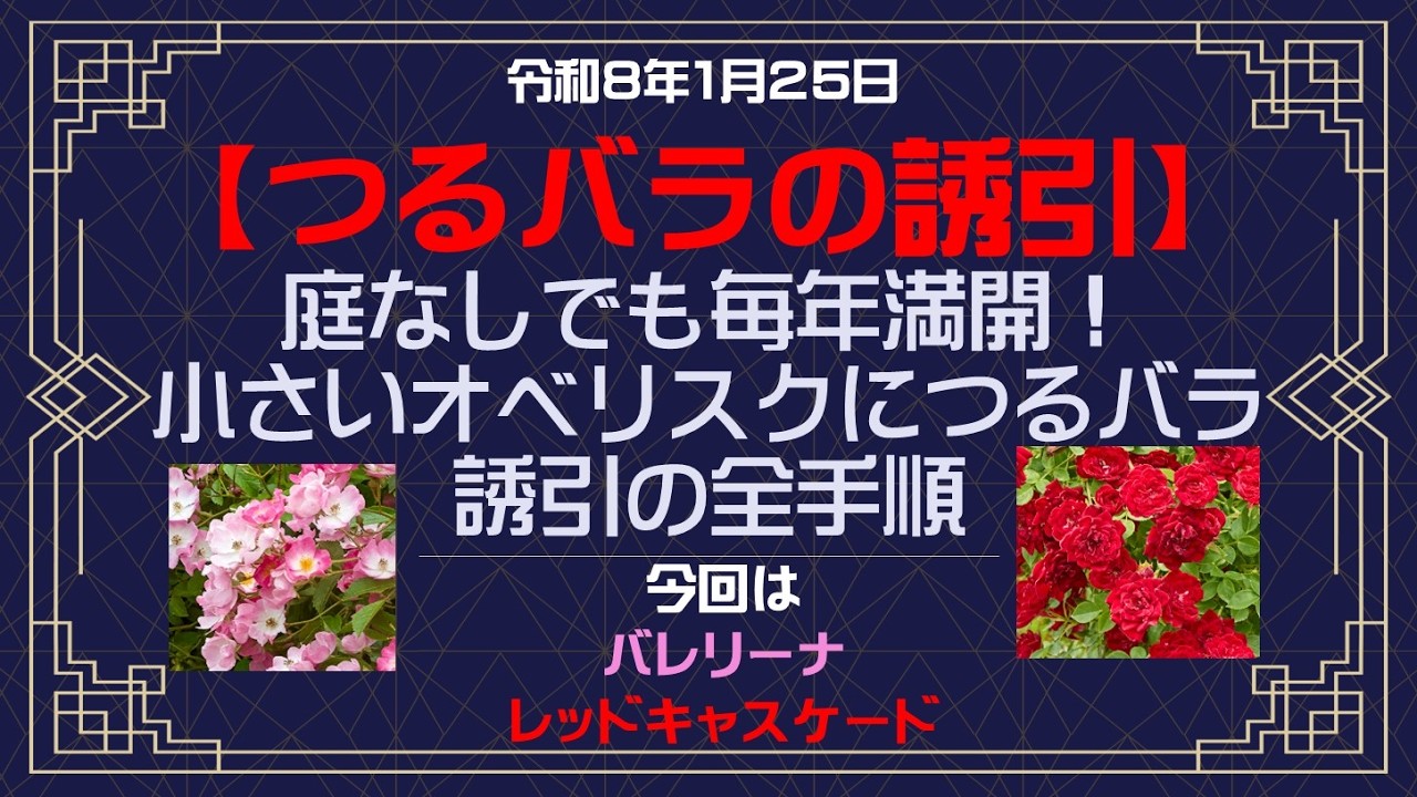 ⭐️ハイポネックスお年玉大当たり⭐️【🌹バラ🌹】庭なしでも毎年満開！小さいオベリスクにバレリーナとレッドキャスケードを誘引したの巻【Flower Vlog315】