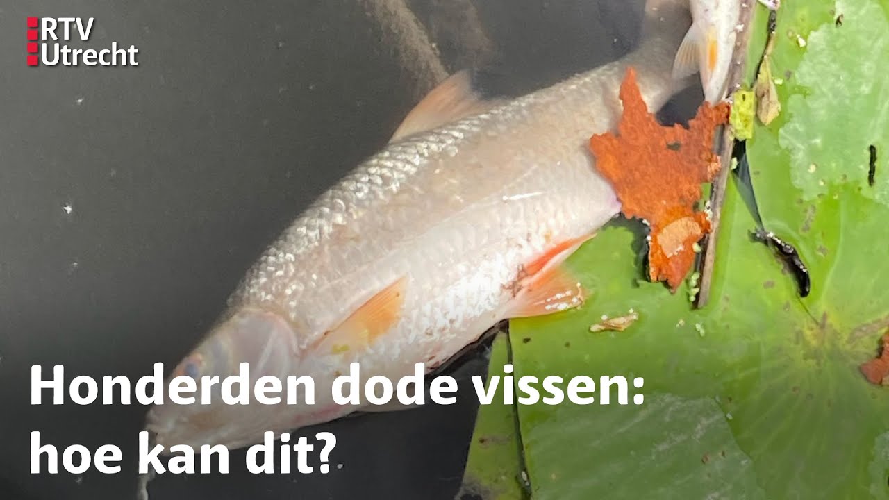 Raadselachtige storing leidt tot zeker honderden dode vissen in Utrecht en De Bilt | RTV Utrecht