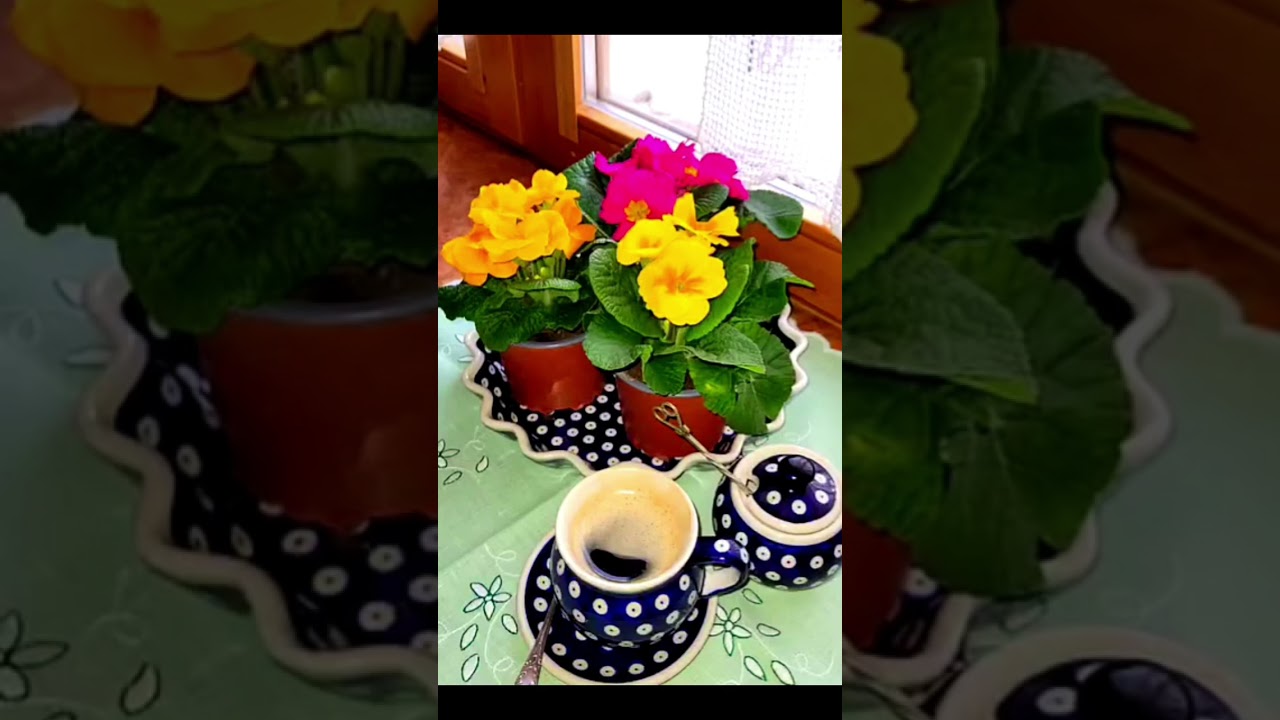 Kolorowe pierwiosnki kontra mróz.