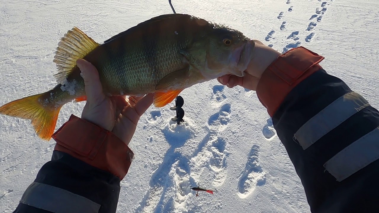 Pimpelfiske efter stor abborre vintern 2021