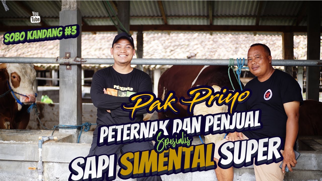 Peternak Sapi Spesialis Simental Super Milik Pak Priyo Diva Farm ✅ Sobo Kandang #3 ✅