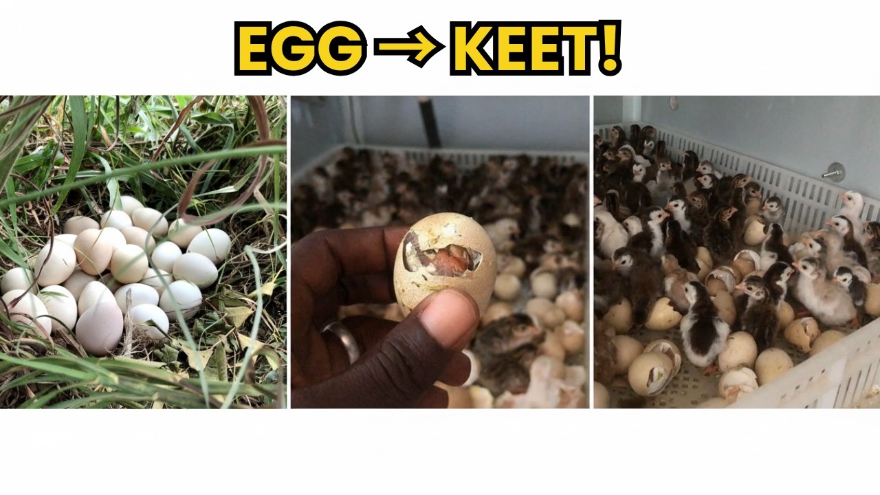 Guinea Fowl Egg to Keet: Full Incubation & Hatching Process Step by Step!