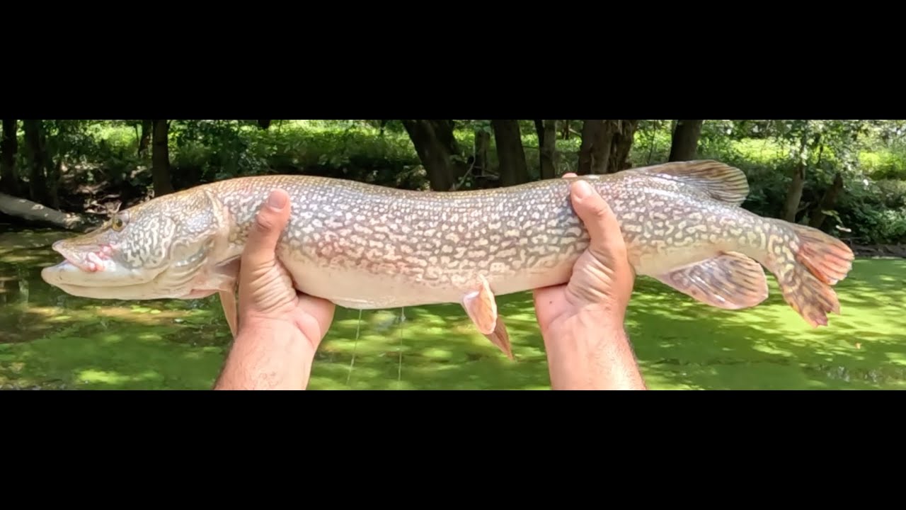 Great day on the river, 6 species, including a ~37" pike, 18" smallmouth bass, and 15.5" White Bass.