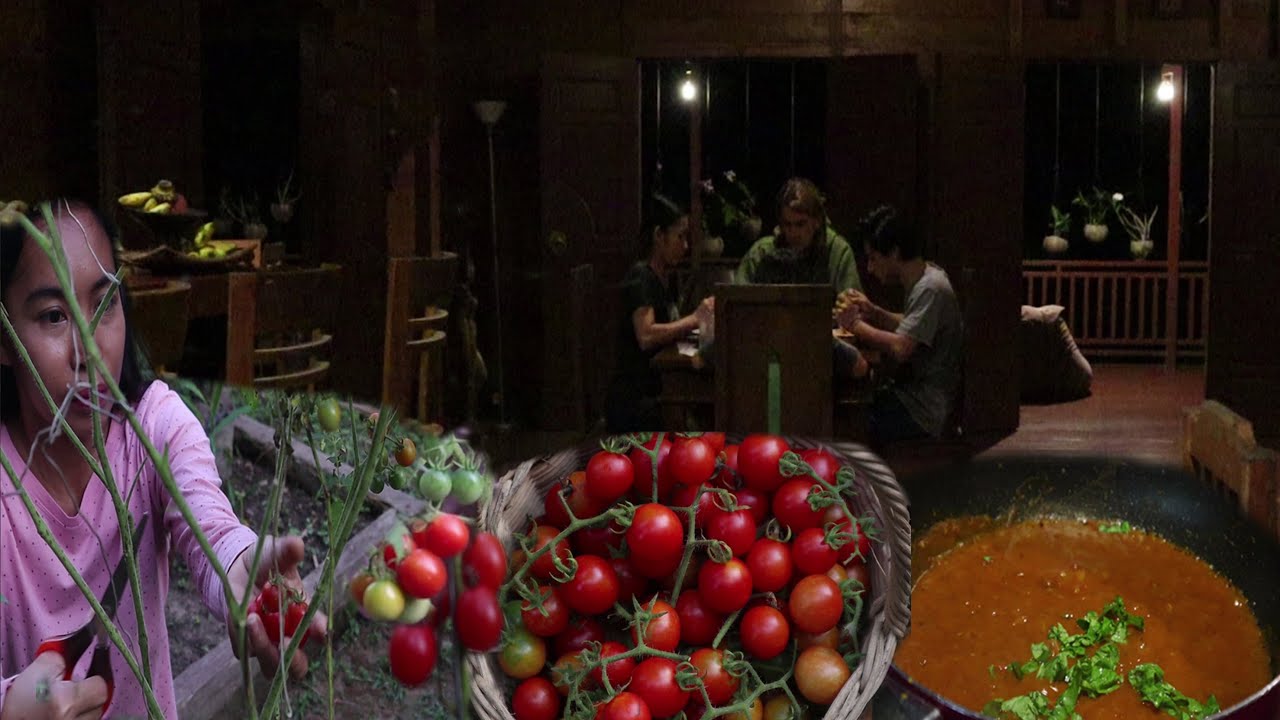 PANEN TOMAT LANGSUNG MASAK SAOS PASTA ENAK