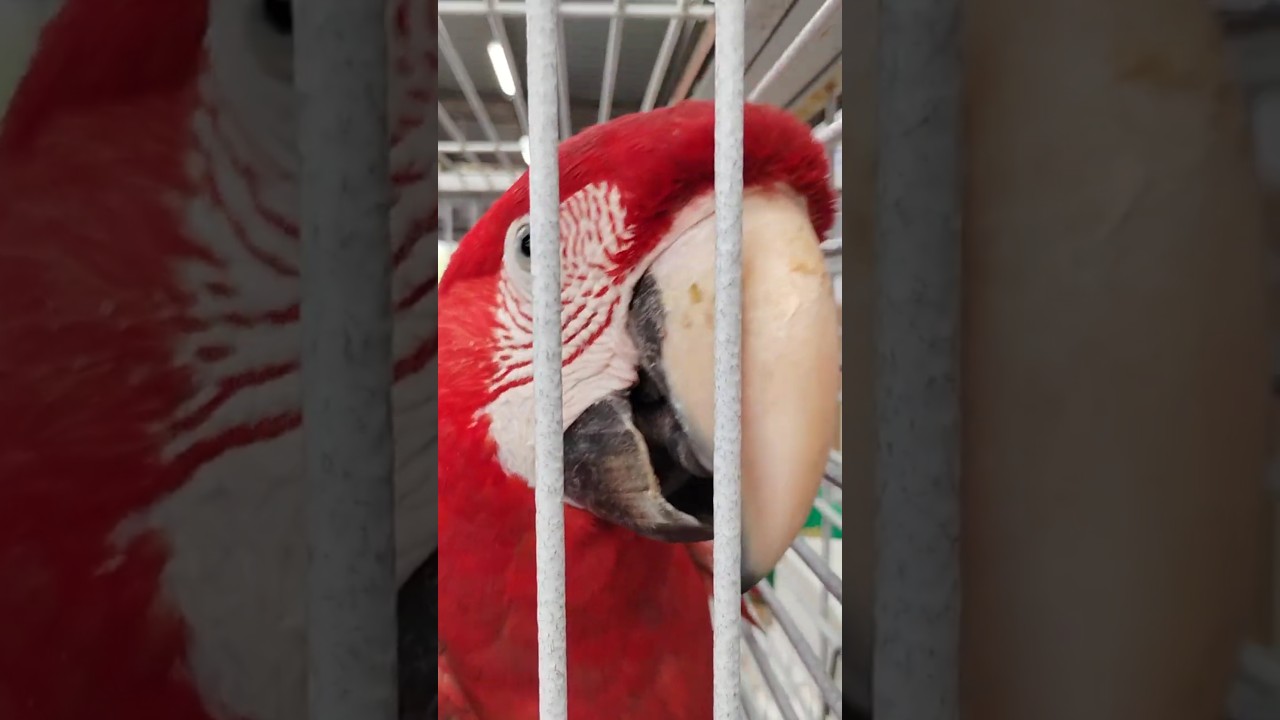 Green wing macaws- 2025 Fairfield bird sale, Sydney Australia