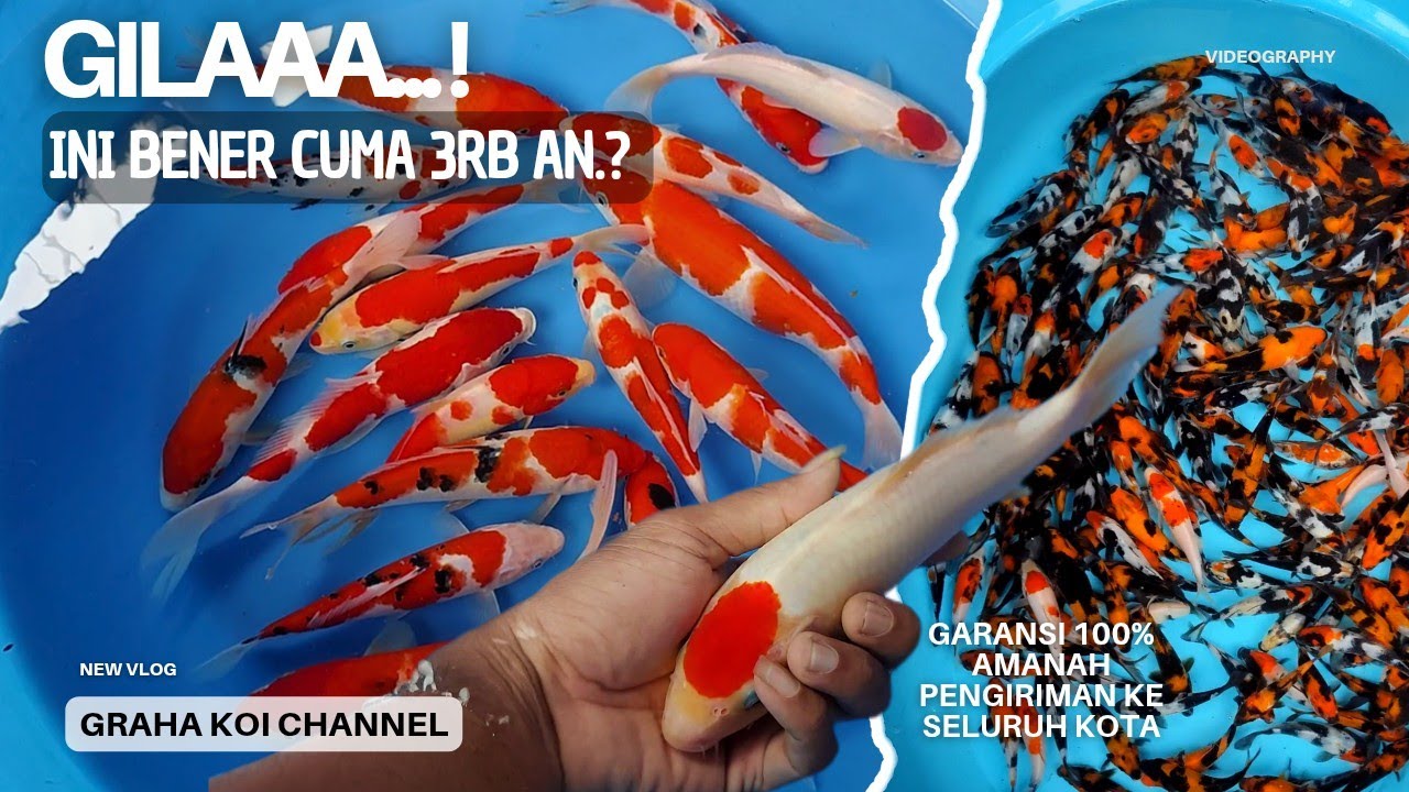 Eps 32‼️ Selalu murmer & bagus bagus, Update bibit ikan koi harga mulai 3rb an🥰