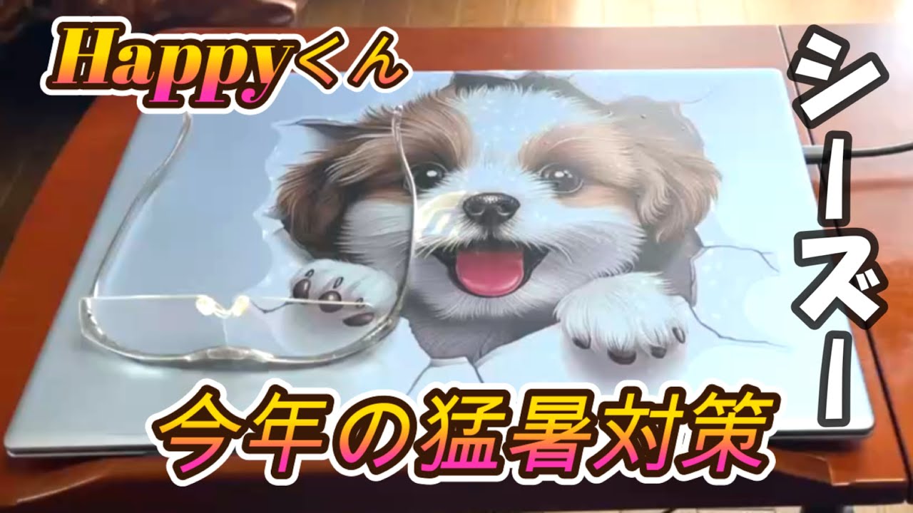 [シーズー🐶]  Happyくん今年の猛暑対策！ の巻