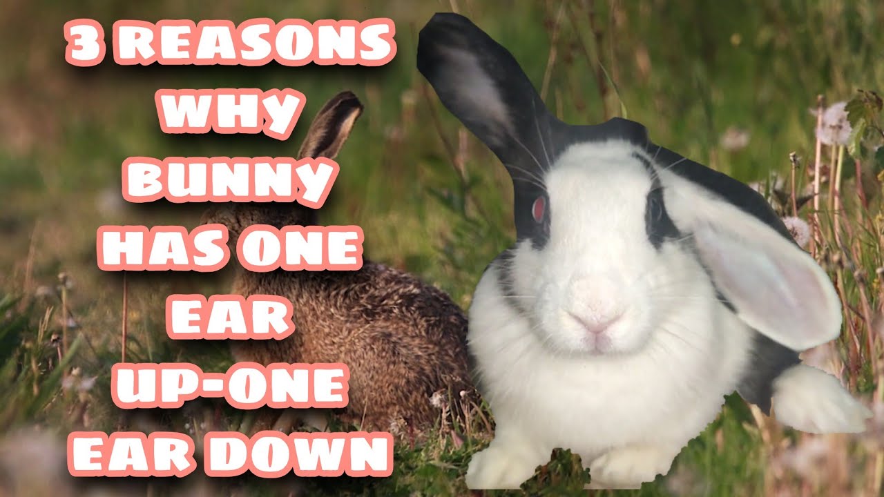 Bunny One Ear Up, One Ear Down Floppy-Eared Bunnies.