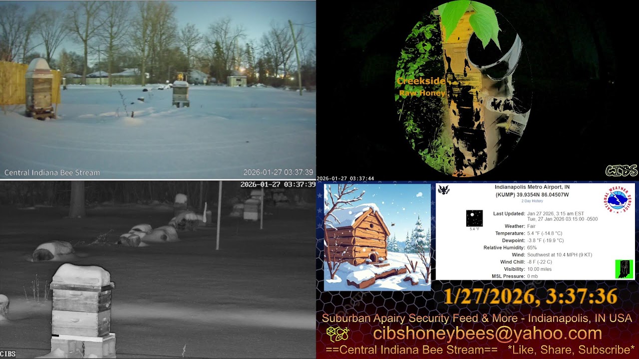 2026/1/26 Back Yard Cam - Weather - Snow Covered Bee Hives - Security Feed - Indianapolis, IN USA