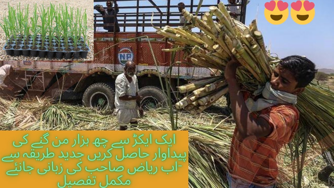 How to Grow Sugarcane.| Sugarcane Cultivation.| Ganna lgany ka jadeed tarika.| Sugarcane new method.