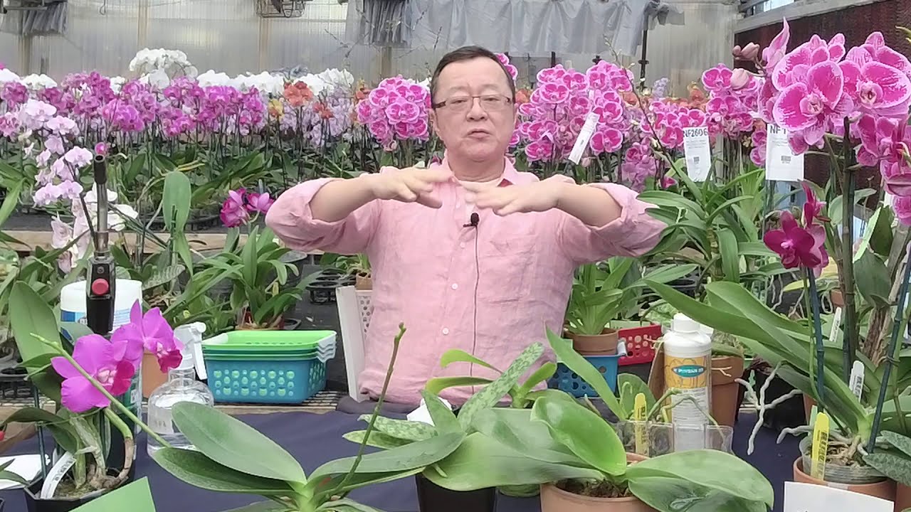 Norman Fang Live! Episode 39 Fungi disease on Orchids Part 1