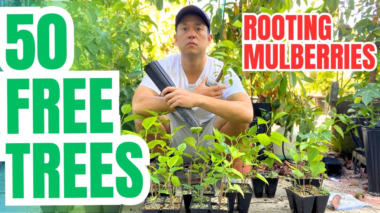 Simple method to root mulberry cuttings