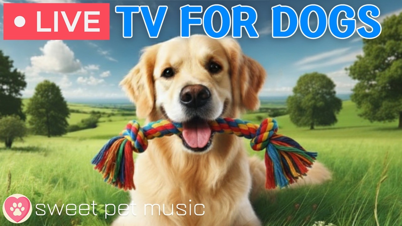 🔴24 godziny telewizji dla ps&oacute;w🎵🐶Uspokajająca muzyka dla ps&oacute;w na sen🐾🩷Uspokajająca muzyka dla ps&oacute;w zestresowanych i cierpiących na lęki