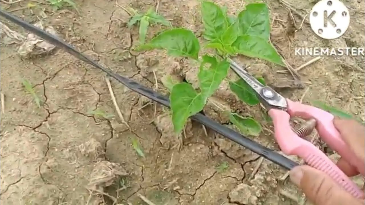 เด็ดยอดพริกกระเหรี่ยง(อายุ1เดือน) เพื่อเพิ่มจำนวนกิ่ง /มือใหม่ทดลองปลูกพริก