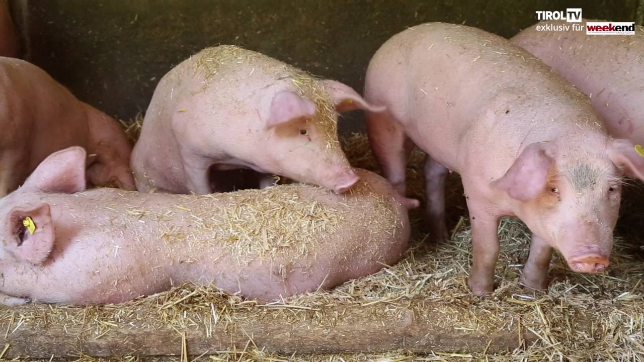 Almleben – Ein Blick hinter die Kulissen