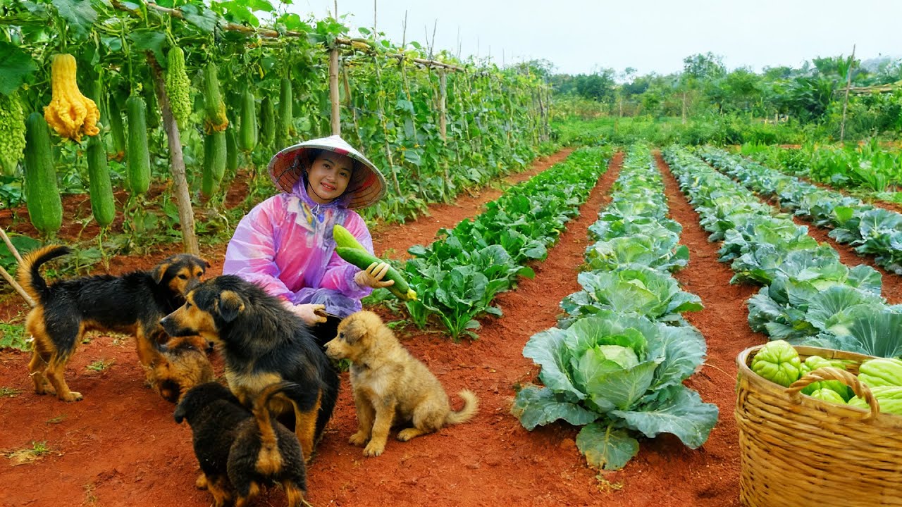 Harvest: Luffa, Chayote, Malabar Spinach, Cabbage Go To The Market To Sell – Cook – Garden