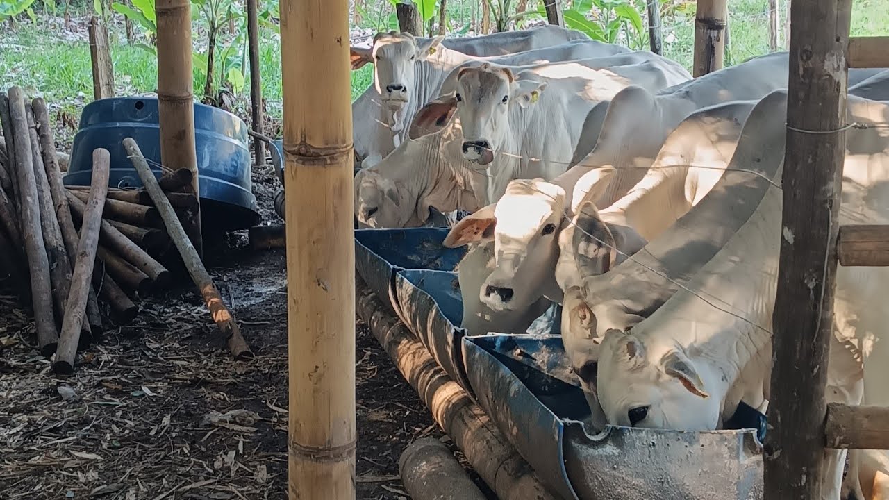 RECRIA DE MACHO OU DE FÊMEAS?/#pecuária#gado#semi-confinamento#fazenda 